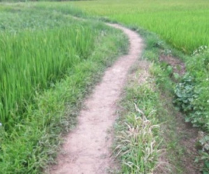 Dụ bé gái ra bờ ruộng để giở trò đồi bại
