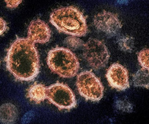 Cư dân Đông Á cách đây 20.000 năm từng nhiễm virus corona?