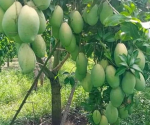 Gái Việt ở Trung Quốc khoe xoài mọc đầy đường, trái nhiều như 'đột biến' nhưng Chính phủ cảnh báo không được ăn, lí do vì sao?