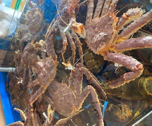 Hết thời siêu rẻ, cua Hoàng đế tăng giá dựng ngược
