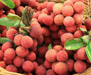 Thực hư thông tin ăn cả cân vải không sợ nóng nếu uống nước đậu đen, bí đao