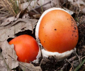 'Trứng gà ngoi lên từ lòng đất': Của ngon, hiếm có khó tìm, giá nửa triệu đồng/kg