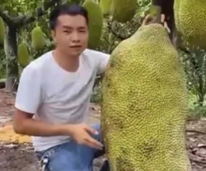Choáng ngợp với quả mít to bằng người anh thanh niên, nhìn ra xa xa còn thấy nhiều thứ gây sốc hơn