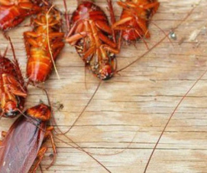 3 chiêu đuổi gián ra khỏi nhà cực kỳ hiệu quả, không thử phí cả đời