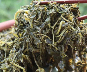 Món rau muối chua dân dã ở Phú Thọ mang về Thủ đô thành đặc sản hiếm có giúp người bán kiếm tiền triệu mỗi ngày
