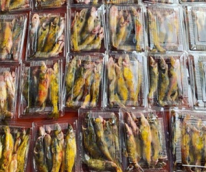 Của hiếm sông Đà: Loài cá vàng óng, muốn ăn phải đặt trước nửa năm