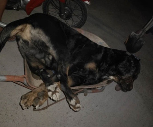 Rắn hổ mang bò vào nhà trong đêm, chú chó Rottweiler 60kg lao ra bảo vệ chủ bị cắn chết sau 10 phút
