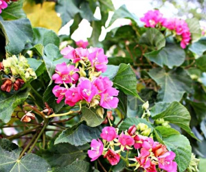 Nấu canh riêu cua cho mẻ, tôi bị chị chồng chê là 'nhà quê'