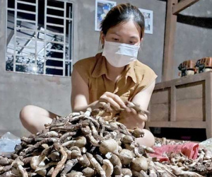 Mưa nắng đan xen, 'lộc trời' ngoi lên từ đất nhiều vô kể, rảnh tay hái, thu 10 triệu/ngày