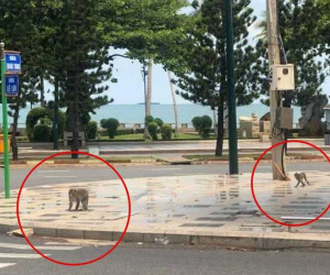 Cả đàn khỉ kéo nhau đi lượn phố, TP Vũng Tàu nhìn như 'Hoa Quả Sơn' sau 3 ngày giãn cách