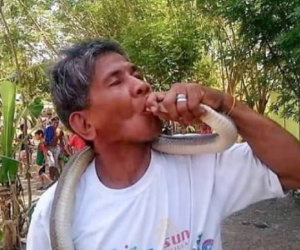 'Người rắn' bị cắn chết khi hôn rắn hổ mang