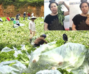 Nông dân tặng Sài Gòn cả vườn rau, sao doanh nghiệp lớn sá gì không chịu hi sinh vài đồng lợi nhuận: Một 'miếng' bình ổn giá thời dịch hơn cả 'gói' khuyến mãi ngày thường!