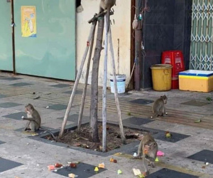 Đàn khỉ ở Vũng Tàu tiếp tục đại náo khu dân cư, trèo vào nhà 'chôm chỉa' đồ ăn rồi tụ vạ đánh chén ngay trên vỉa hè, đuổi không đi
