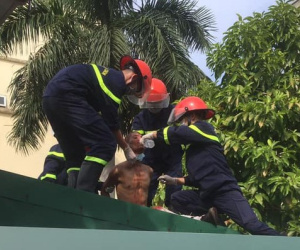 Nam bệnh nhân hoảng loạn, leo lên mái nhà ở bệnh viện để tự tử