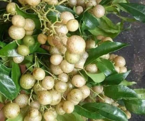 Gừng Việt sang Úc gần 1 triệu/kg, mắc mật xứ Lạng về Hà thành đắt đỏ
