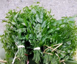 Hà Nội: Rau ngót 200.000 đồng/kg khiến ai cũng sửng sốt