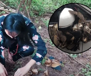 Lùm xùm khắc tên lên mai rùa chưa lắng, Thuỷ Tiên bị netizen khui lại clip treo ngược đàn cò lửa trên ô tô khi mua để phóng sinh