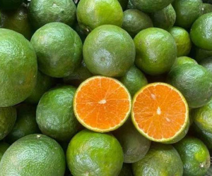 Cam sành vắt nước, món bình dân bỗng thành hàng hot Sài Thành