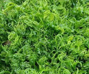 Hà Nội: 'Sốt xình xịch' mua rau trường sinh vài trăm nghìn một kg vì được cho là có tác dụng chữa bệnh