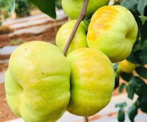 Loại táo Trung Quốc siêu lạ, giá đắt đỏ vẫn ‘cháy hàng’