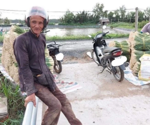 Bác nông dân miền Tây dầm mưa thu hoạch sả tặng Sài Gòn, nhìn cách sắp xếp càng thêm xúc động