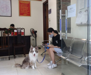 Dắt chó đi dạo, cô gái trẻ bị phạt 2 triệu đồng trong ngày đầu Hà Nội giãn cách: 'Tôi cho chó ra ngoài đi vệ sinh... chỉ ra ngoài 2 phút thôi'