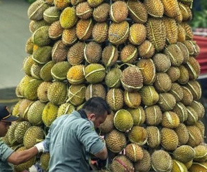 Ngỡ ngàng sự thật sau màn rao bán sầu riêng 'không chạm đất', giá 2,7 triệu/quả