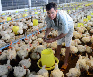 Gà rẻ như mớ rau: Sớm mở lại lò mổ, khơi thông đầu ra