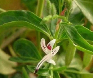 Hiểu đúng về Xuyên tâm liên - vị thuốc được dùng điều trị cho bệnh nhân COVID-19 trong đợt dịch thứ 2 tại Bắc Giang
