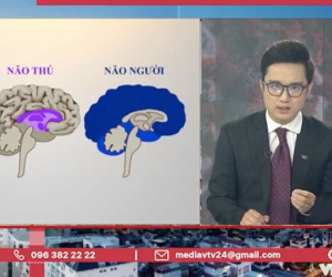 Tranh cãi BTV của VTV ví von 'não người'- 'não thú' để cà khịa những trường hợp vi phạm quy định giãn cách