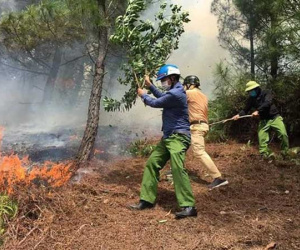 Phát hiện người đàn ông bị chết cháy tại vườn keo