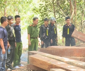 Giám đốc và 8 cán bộ bị truy tố vì để mất rừng, gây thiệt hại hơn 29 tỉ đồng
