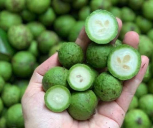 Loại quả đầy vỉa hè Hà Nội, lần đầu bán sang Úc thu ngay 6,5 tỷ
