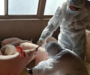 Trung Quốc xây khách sạn 13 tầng để… nuôi lợn