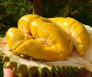 4 nhóm thực phẩm 'đại kỵ' với sầu riêng, tránh ăn cùng nhau để phòng ngộ độc
