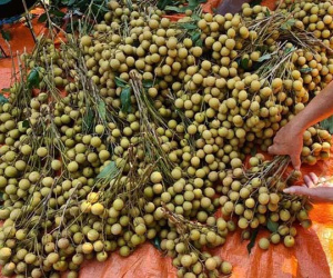 Đặc sản Sông Mã rớt giá, rẻ hơn rau vẫn vắng khách mua