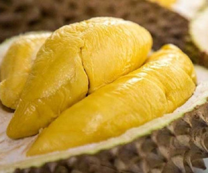 Sầu riêng Việt sang Úc, chưa cập bến đã hết hàng