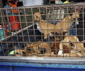 PGS.TS Trần Đắc Phu: 'Không nên hiểu ăn thịt chó, mèo có nguồn gốc từ miền Nam là có thể nhiễm Covid-19'