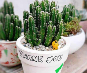 4 loại cây phong thủy giúp gia chủ xua đuổi vận đen, đón may mắn trong tháng cô hồn