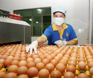 Giá trứng gà dao động ở mức 1.600 - 2.100 đồng/quả