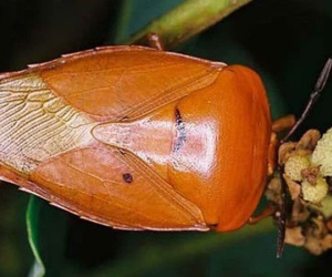 Ăn bọ xít rang làm mồi nhắm rượu, người đàn ông Hòa Bình hôn mê, suy đa phủ tạng