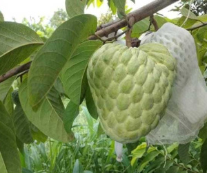 'Nữ hoàng' Lạng Sơn hút khách khi bán online giá chỉ 15.000 đồng/kg