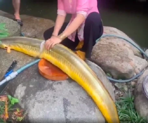 Dân mạng hốt hoảng khi thấy người phụ nữ làm thịt 'Cá Thần', là loài hiếm được định giá lên tới vài tỷ?