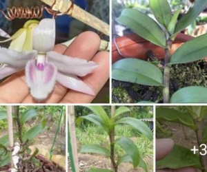 Lan đột biến 46 tỷ ở Điện Biên: Sự thật treo bờ rào, không ai mua