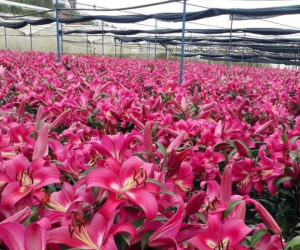 Nông dân trồng hoa Hà Nội 'muốn khóc' khi hoa tươi chưa đến 500 đồng/bông