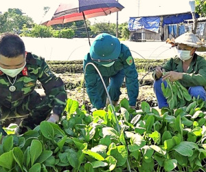 Bộ đội ra đồng, xắn tay giúp nông dân Hà Nội thu hoạch, tiêu thụ rau màu