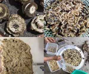 Ong vò vẽ kịch độc thành đặc sản: Một thời đắt khách thu 5 triệu/ngày