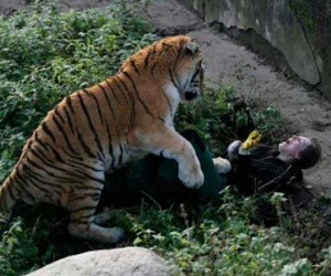 Kinh hãi cảnh hổ tấn công nhân viên vườn thú, nạn nhân thoát chết ngoạn mục nhờ khách tham quan và... tuổi tác của con vật