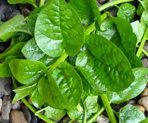 6 lưu ý nhất định phải tránh khi ăn rau mồng tơi để không gây hại sức khỏe