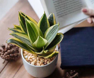Top 4 cây phong thủy xanh tốt, dễ đón tài lộc, mang bình an cho cả gia đình